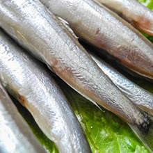 冷凍魚