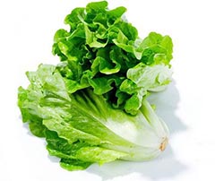 生菜