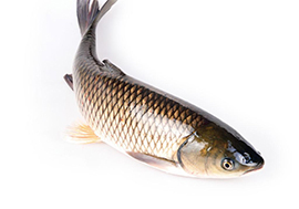 草魚