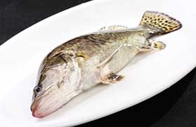 桂魚