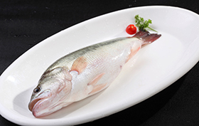 鱸魚