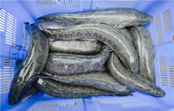 黑魚